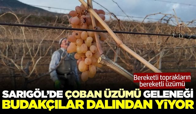 Sarıgöl'de 'çoban üzümü' geleneği bu yıl da devam ediyor