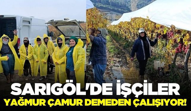 Sarıgöl'de üzüm mesaisi: 40-50 TL'lik ürünler Isparta yolunda
