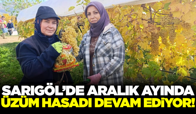 Sarıgöl'de üzüm hasadı sürüyor: Fiyatlar 30-35 TL bandında!