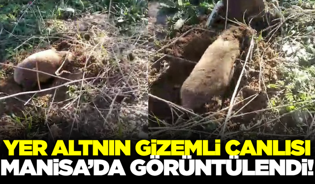 Yer altının gizemli canlısı kameralara yansıdı!