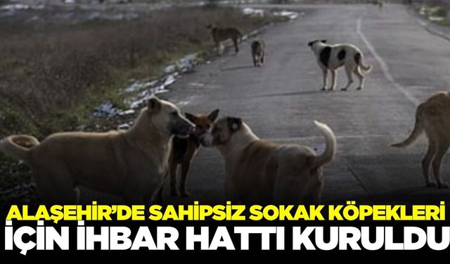 Alaşehir'de sokak köpekleri için ihbar hattı kuruldu