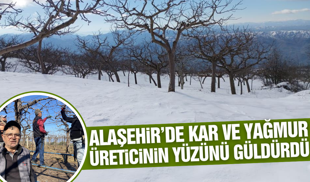 50 santimetreyi aştı: Alaşehir'de çiftçi umutlu!