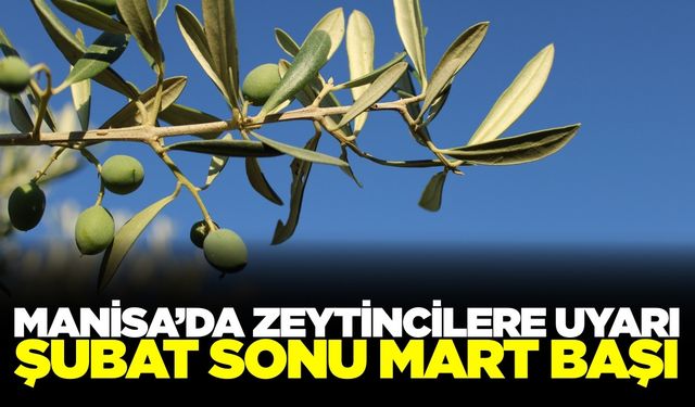 Manisa'da zeytincilere kritik uyarı!