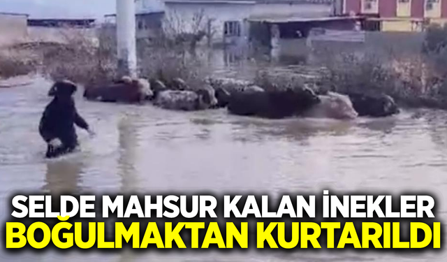 Manisa'da selde mahsur kalan inekler kurtarıldı!