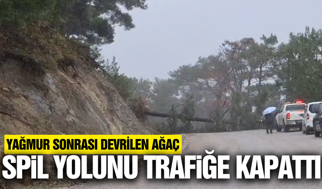 Spil Dağı Yolunda Devrilen Çam Ağacı Ulaşımı Durdurdu