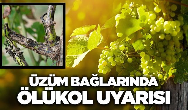 Sarıgöl'de üzüm üreticilerine ölükol uyarısı