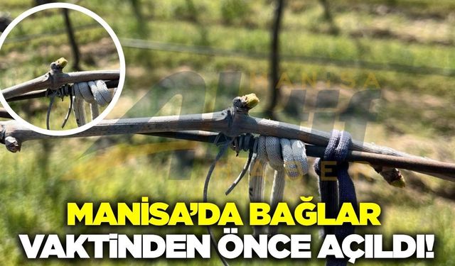 Sarıgöl'de bağlar erken açıldı: Üretici tedirgin