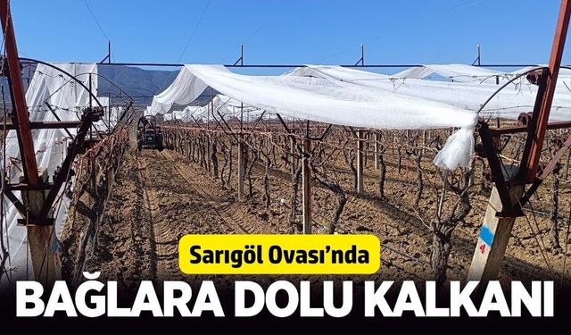 Sarıgöl’de bağlar fileyle kapatılıyor