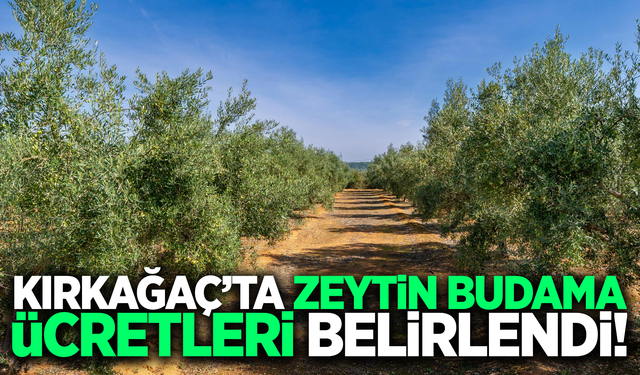 Kırkağaç'ta zeytin budama ücretleri açıklandı!