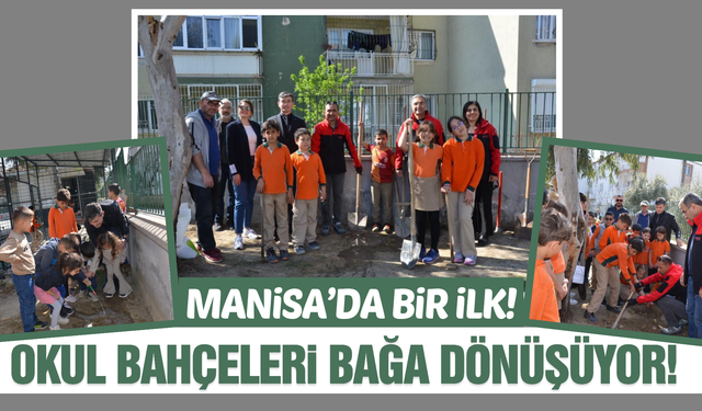 Manisa'da bir ilk: Okul bahçeleri bağ oluyor!