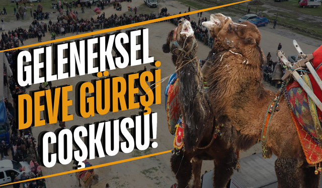 Manisa'da deve güreşi heyecanı!