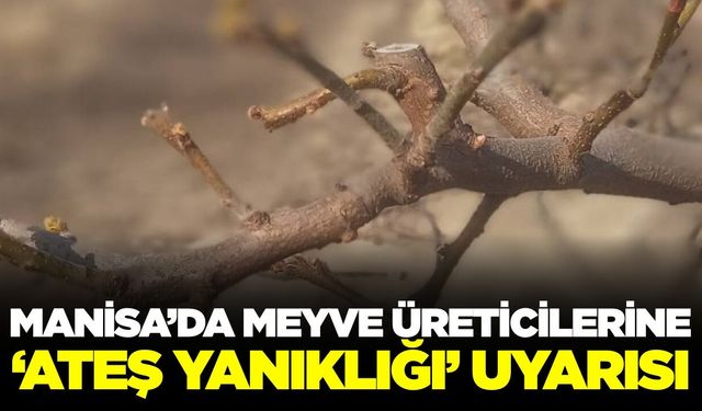 Manisa'da üreticilere kritik uyarı: Önemli bir hastalık!