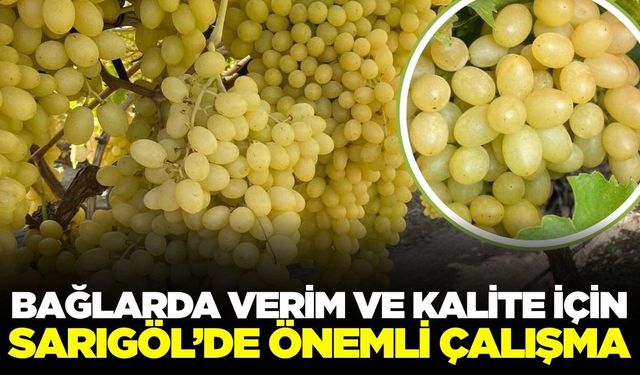 Sarıgöl’de üzüm üreticilerini yakından ilgilendiren çalışma