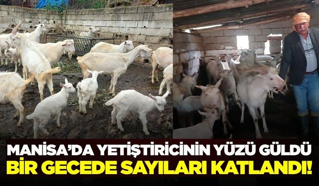 Sarıgöllü yetiştiricinin yüzü güldü: Mahalleli akın etti!