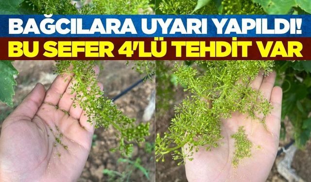 Bağlarda çiçeklenme döneminde kritik uyarı!