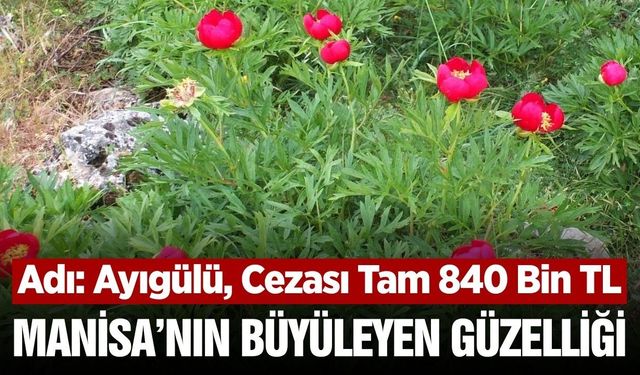 Manisa'da 'Ayıgülü' görenleri kendine hayran bırakıyor!