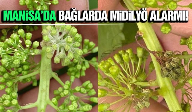 Manisa'da bağları tehdit eden sessiz tehlike! Mildiyö alarmı
