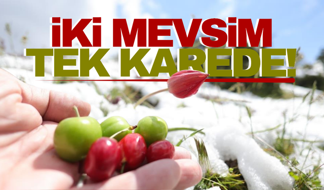 Manisa'da şaşırtan manzara!