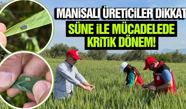 Manisa’da uzmanlardan süne uyarısı