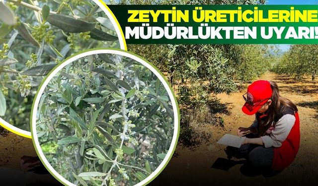 Manisa'da zeytin üreticilerine kritik uyarı!
