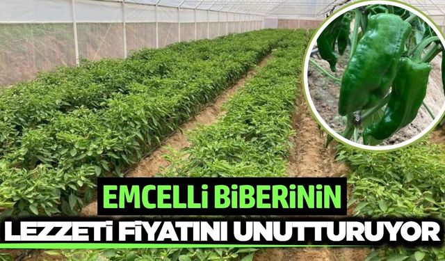 Sarıgöl'ün tescilli biberi yok satıyor