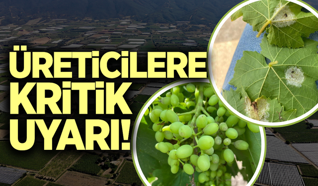Manisa'da bağcılara kritik uyarı!