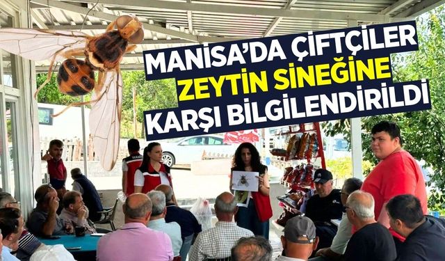 Manisa'da zeytin sineğine karşı biyoteknik mücadele seferberliği