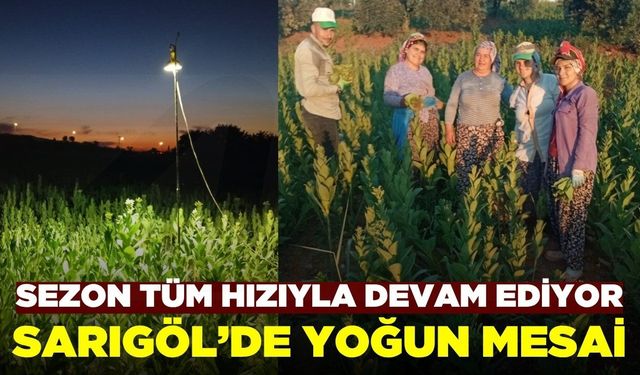 Sarıgöl'de tütün tarlalarında gece mesaisi başladı