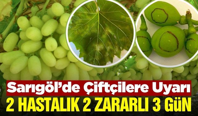 Sarıgöl'de üreticilere 3 gün içinde mücadele uyarısı