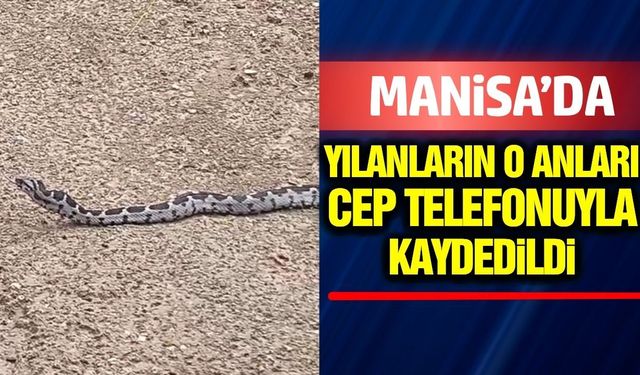 Manisa'da çiftçiyi şaşkına çeviren yılan görüntüsü