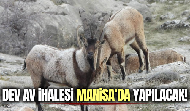 11 yaban keçisinin avlanması için ihale Manisa'da yapılacak!