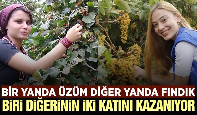 Fındık işçileri üzüm işçisinin neredeyse iki katını kazanıyor!
