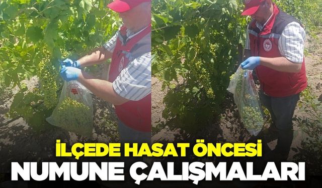 Manisa'da hasat öncesi numune çalışmaları sürüyor