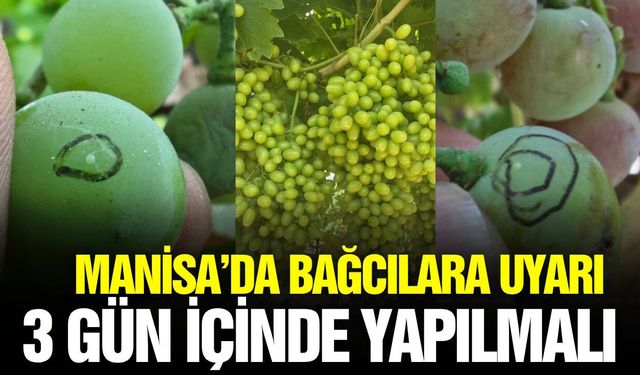 Üzüm üreticilerine müdürlükten uyarı!