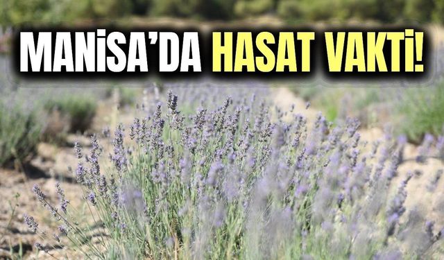 Manisa'da lavanta hasadı başlıyor