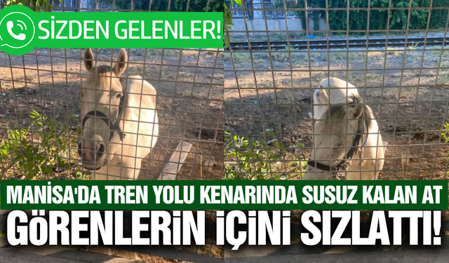 Manisa'da susuz kalan at görenlerin dikkatini çekti!