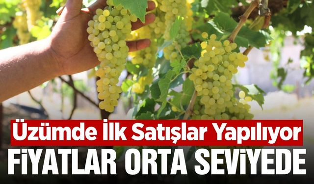 Manisa'da Üzüm Sezonu Hareketlendi: İlk Alım Fiyatları Belli Oldu