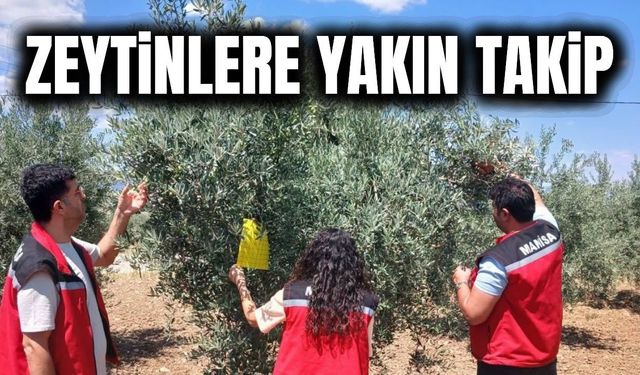 Manisa'da zeytin ve meyve bahçelerinde hastalık ve zararlı kontrolü