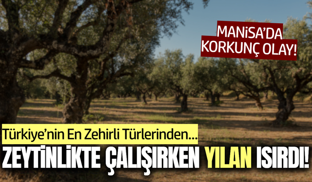 Manisa’da zeytinlikte çalışan kadını yılan ısırdı!