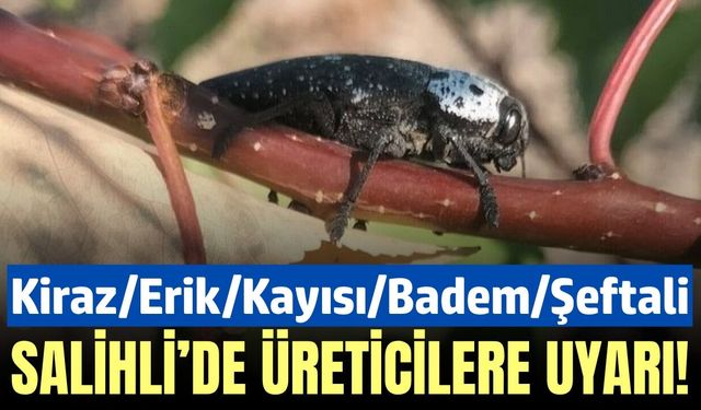Salihli'de Fidan Dip Kurdu İçin Mücadele Dönemi Başladı