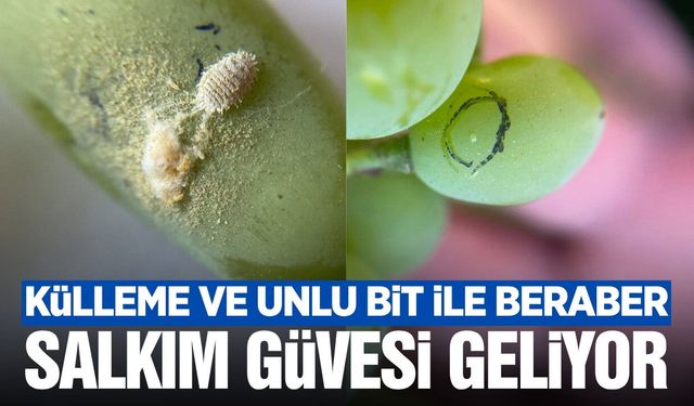 Sarıgöl Ovası'nda Salkım Güvesi Belası Geri Döndü!