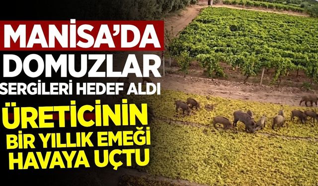 Alaşehir'de bir yıllık emek çöp oldu: Üreticiler acil çözüm bekliyor!