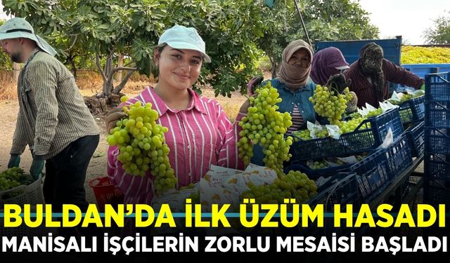 Alaşehir'den Buldan'a uzanan zorlu mesai: İlk üzüm hasadı gerçekleştirildi