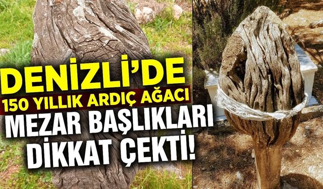 Ege'de 150 yıllık ardıç başlıklar gün yüzüne çıktı