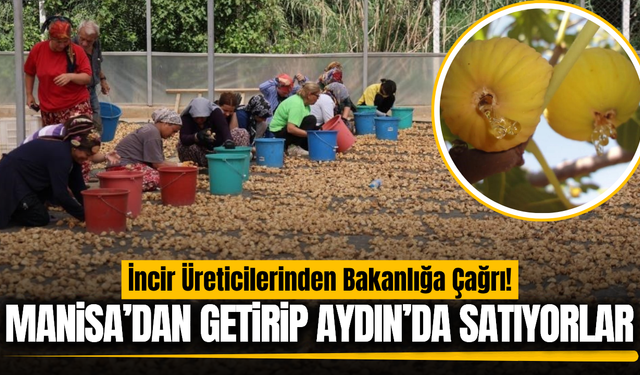 İncir üreticisinden Manisa iddiası: "Dışarıdan gelen ürünlerle tağşiş yapılıyor!"