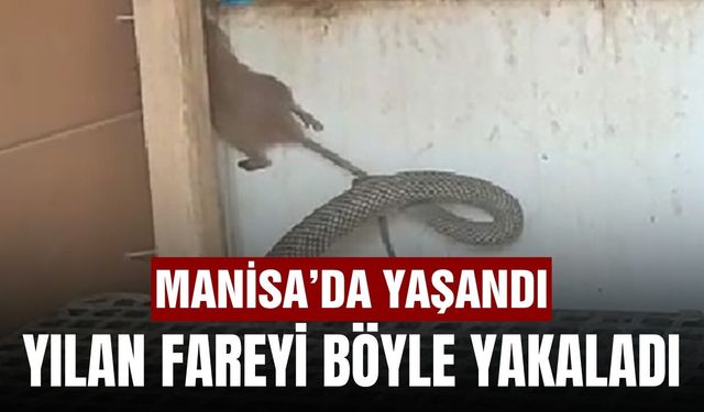 Manisa'da 2.5 metrelik yılan fareyi böyle yakaladı