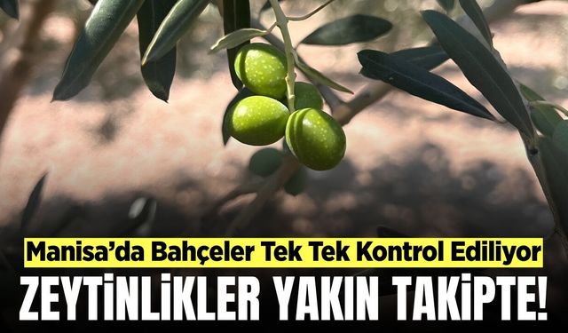 Manisa’da zeytin sineğine karşı yoğun takip