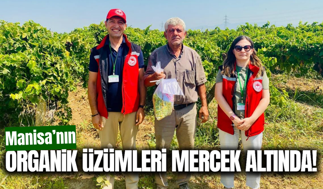 Manisa’nın organik üzümlerine pestisit denetimi