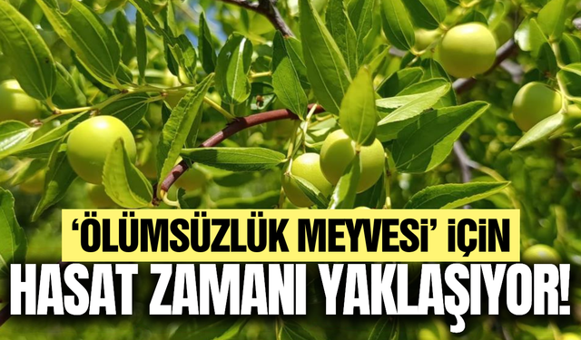 'Ölümsüzlük Meyvesi'nde hasat heyecanı!