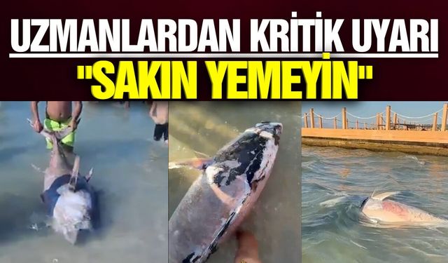 Uzmanlardan ölü orknos uyarısı!